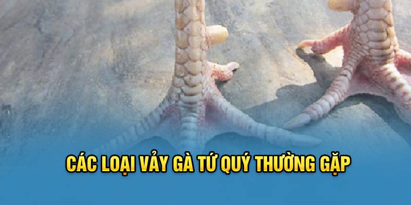 Các loại vảy gà Tứ Quý thường gặp