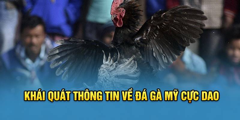 Khái quát thông tin về đá gà Mỹ cựa dao