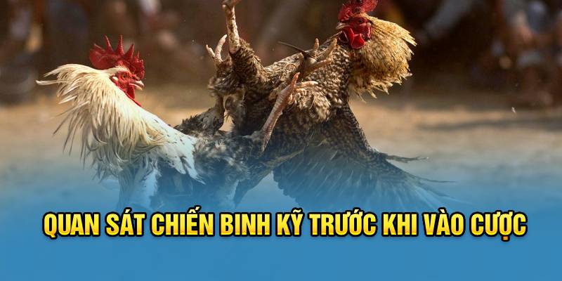 Quan sát chiến binh kỹ trước khi vào cược