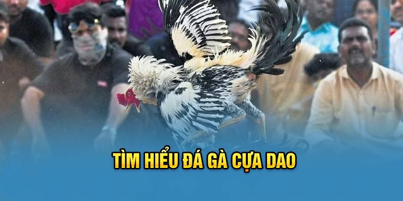 Tìm hiểu đá gà cựa dao