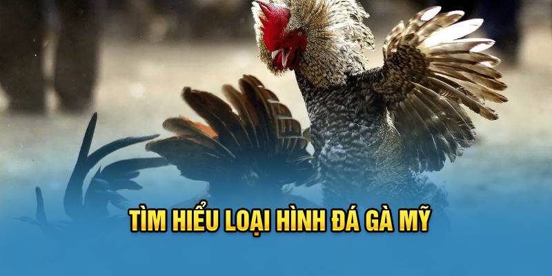 Tìm hiểu loại hình đá gà Mỹ