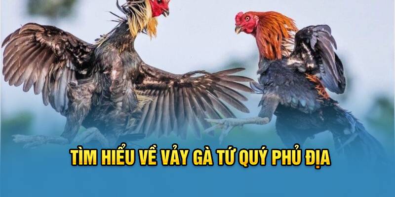 Tìm hiểu về vảy gà tứ quý phủ địa