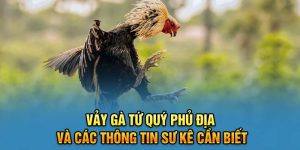 Vảy Gà Tứ Quý Phủ Địa Và Các Thông Tin Sư Kê Cần Biết